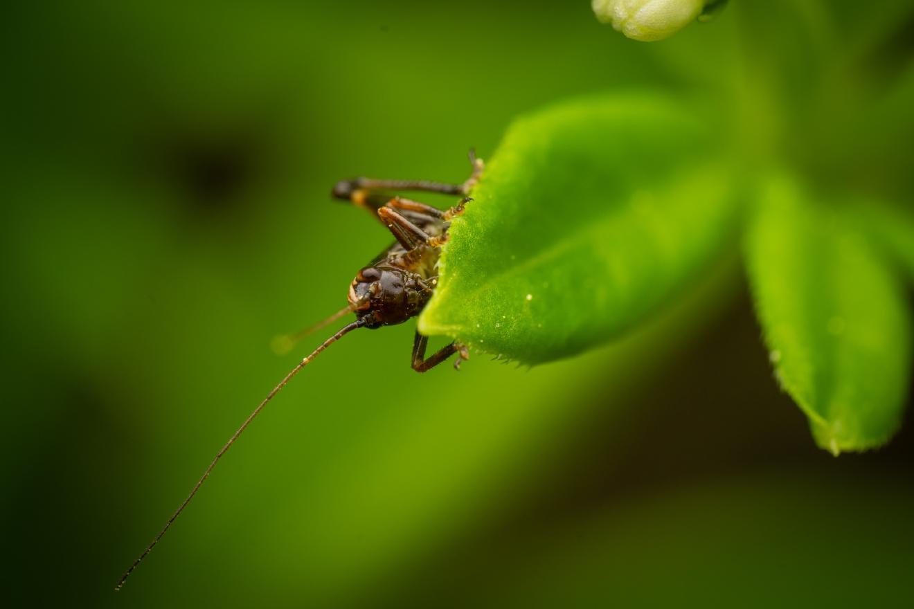 Dark Bush-cricket – No. 3