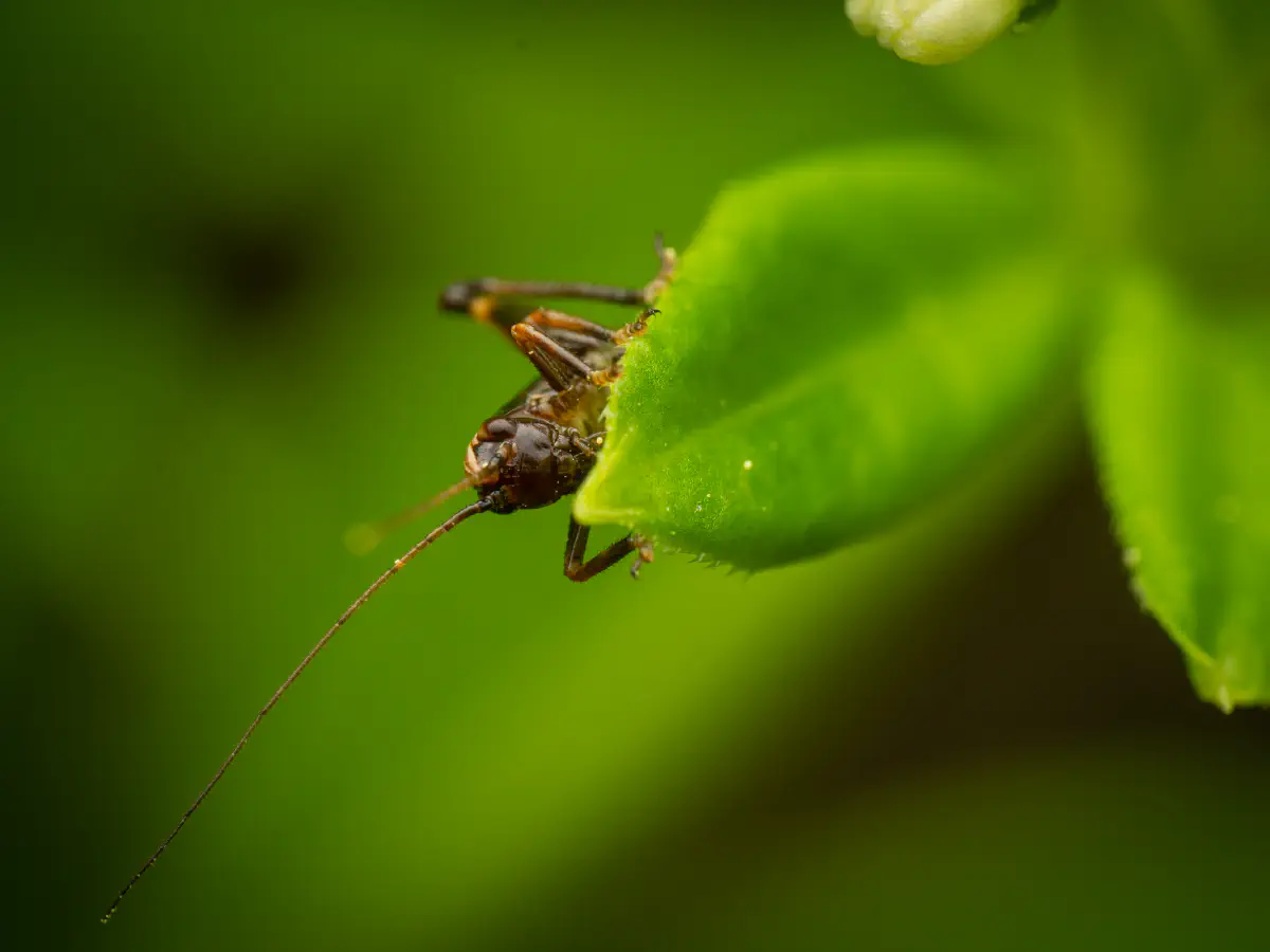 Pholidoptera griseoaptera