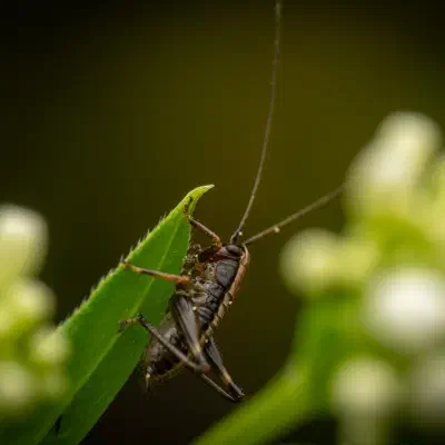 Pholidoptera griseoaptera