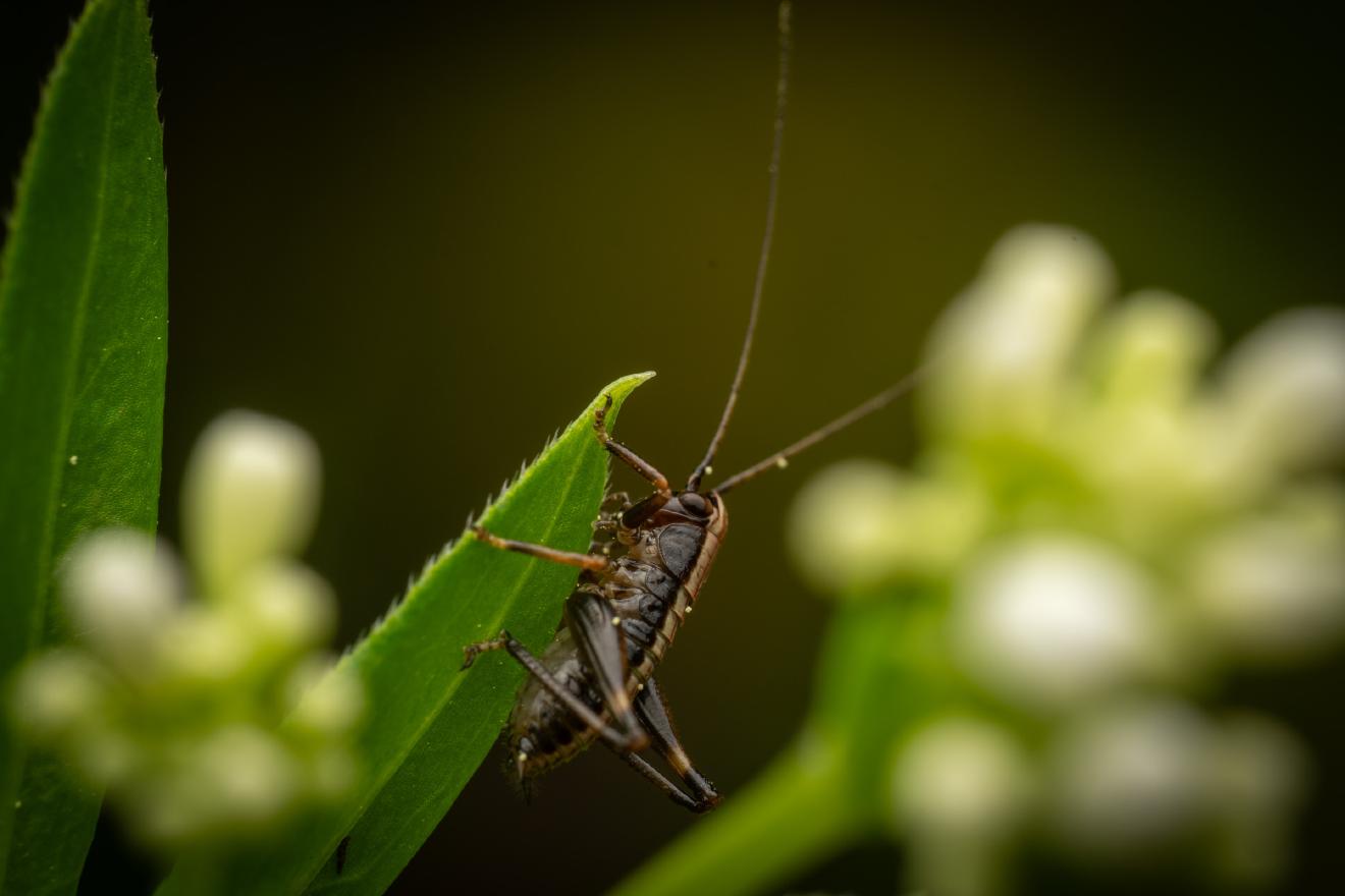 Dark Bush-cricket – No. 4