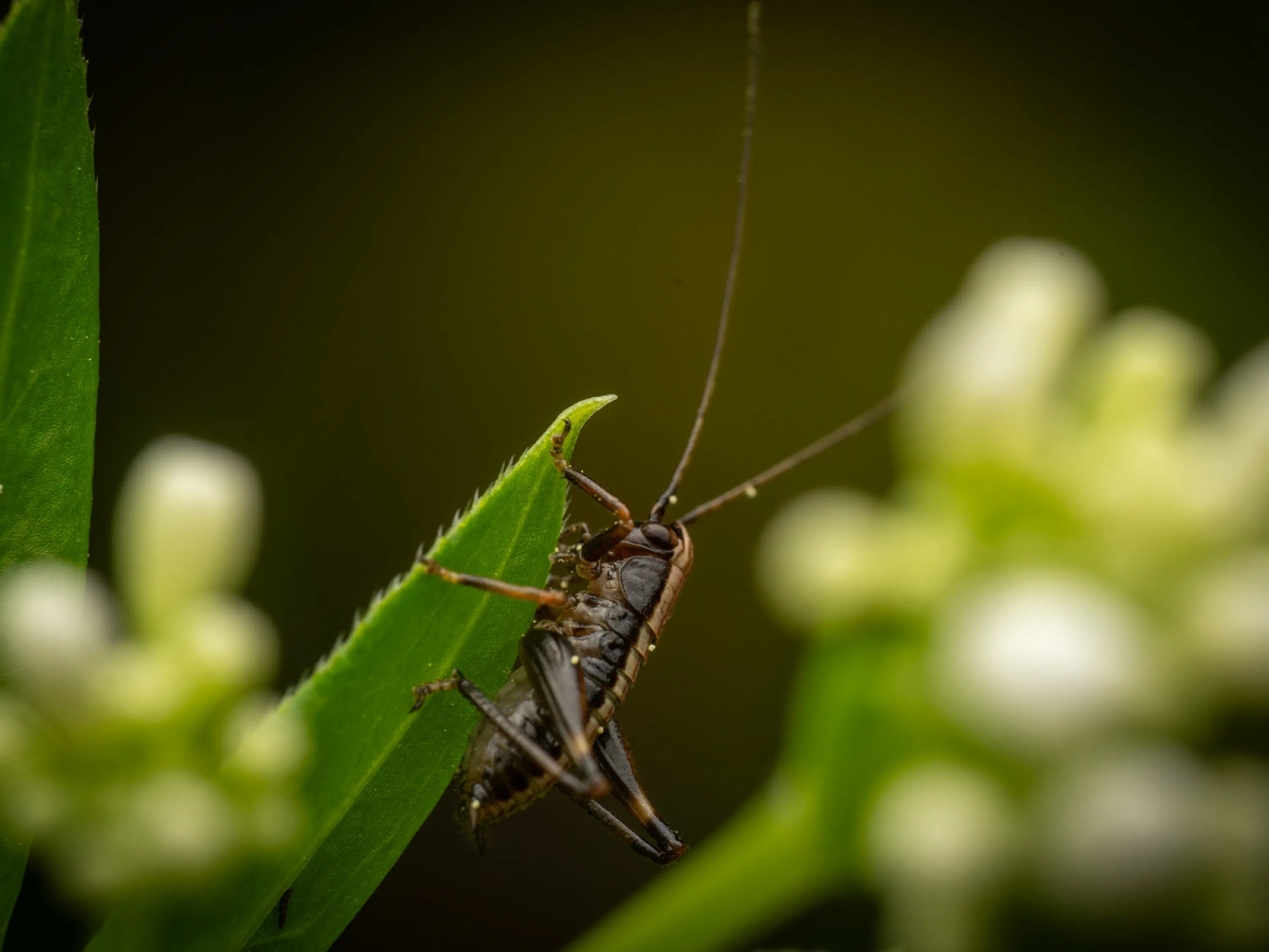 Pholidoptera griseoaptera