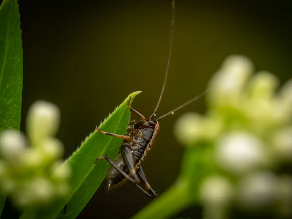 Pholidoptera griseoaptera