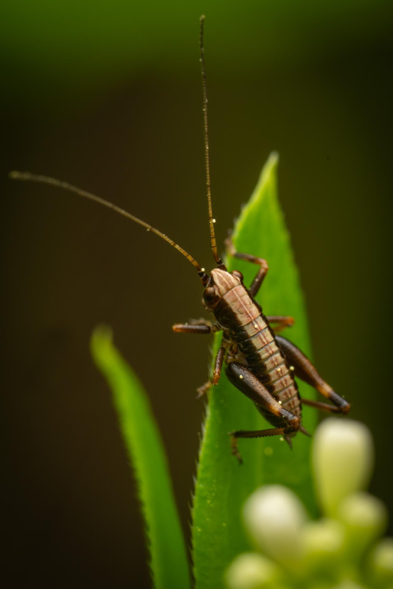Dark Bush-cricket – No. 5