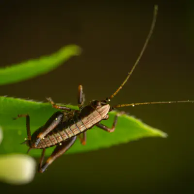 Dark Bush-cricket