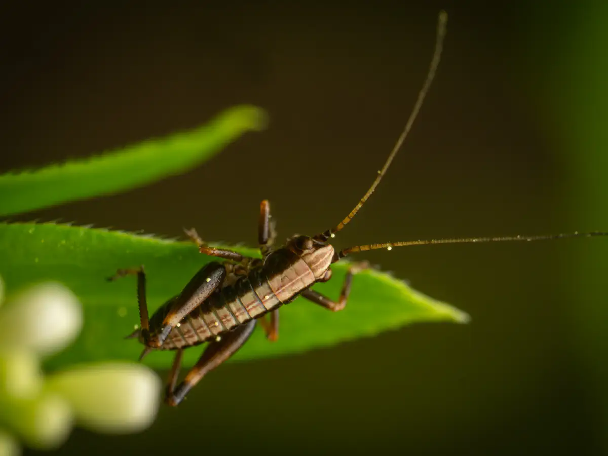 Pholidoptera griseoaptera