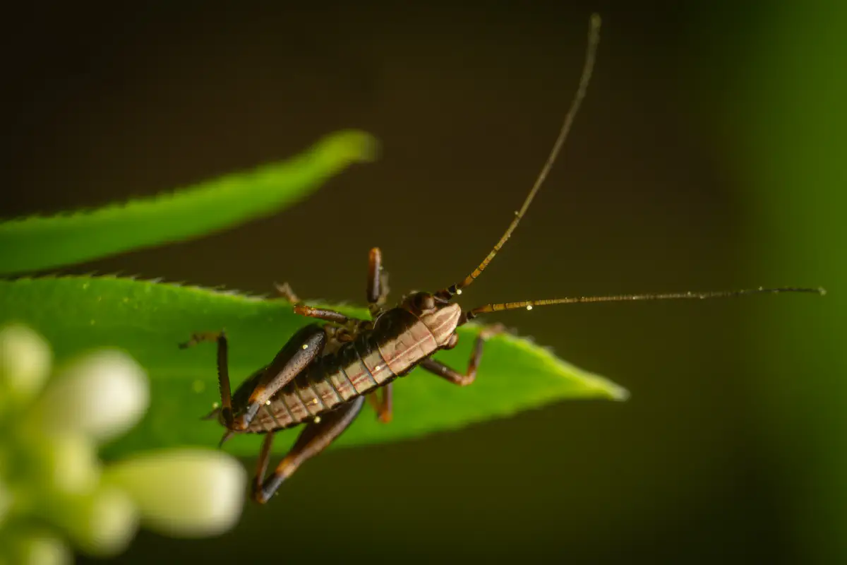 Dark Bush-cricket