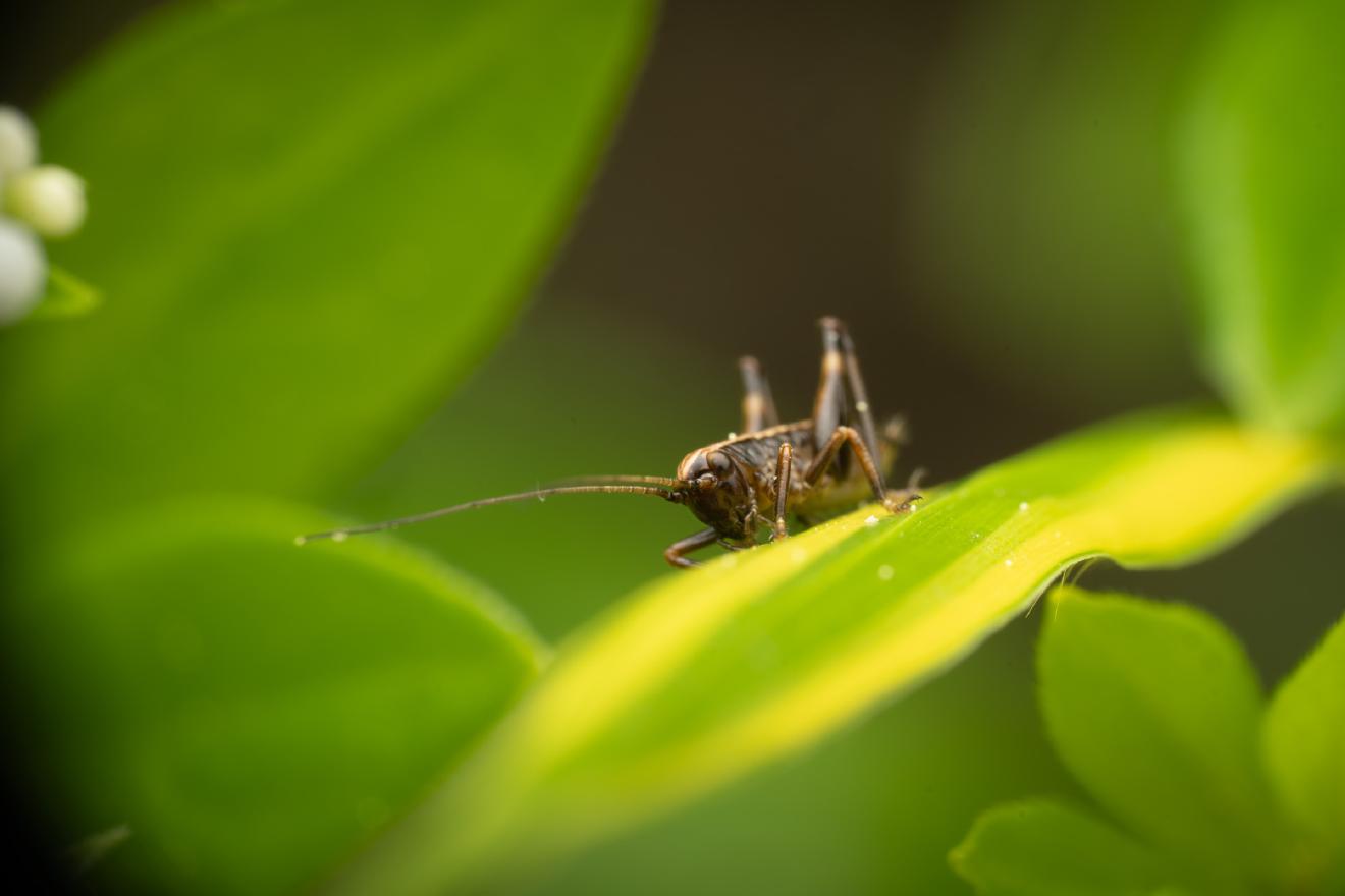 Dark Bush-cricket – No. 6