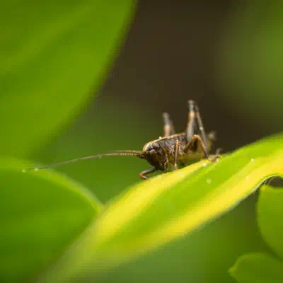 Dark Bush-cricket