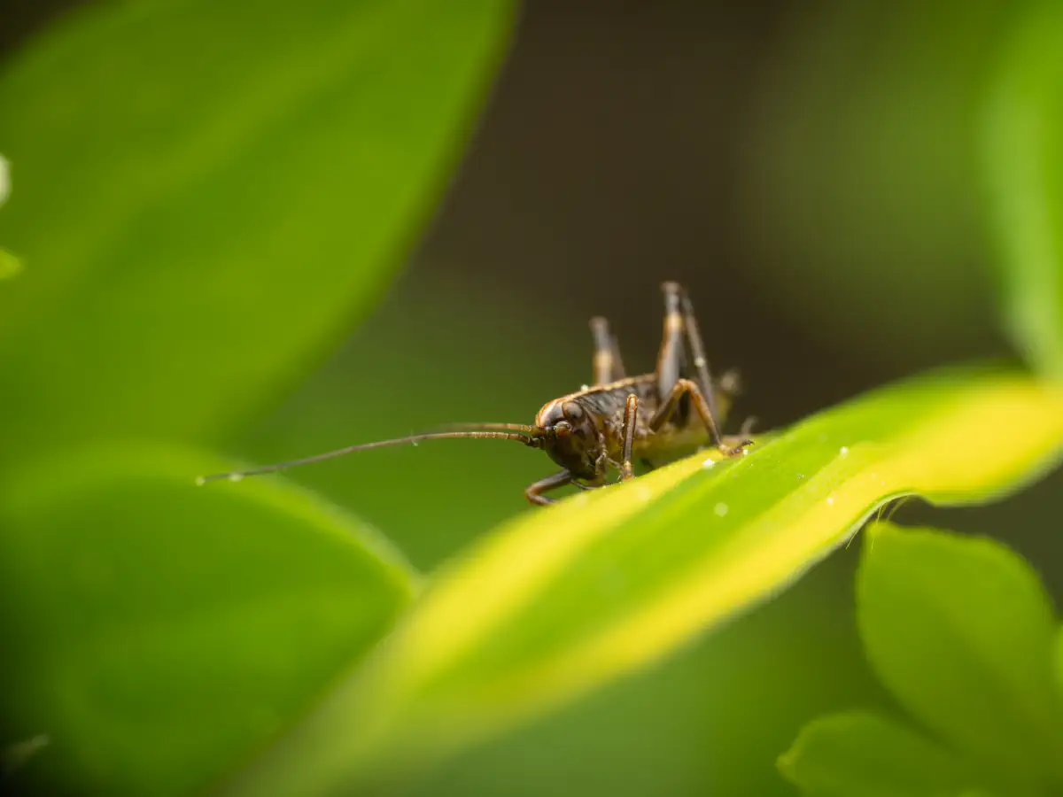 Pholidoptera griseoaptera