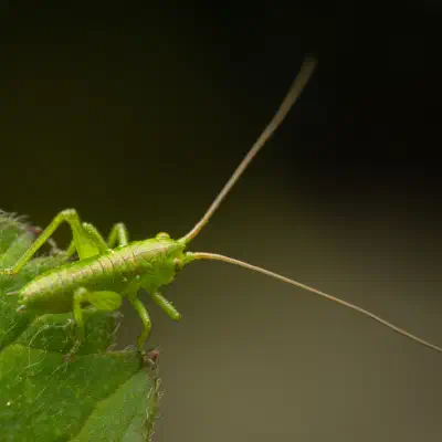 Tettigonia