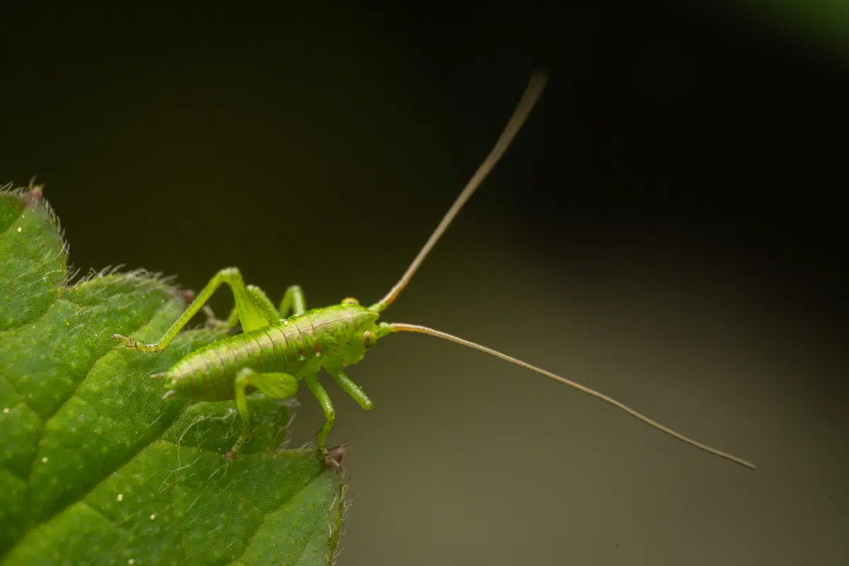 Tettigonia – No. 1