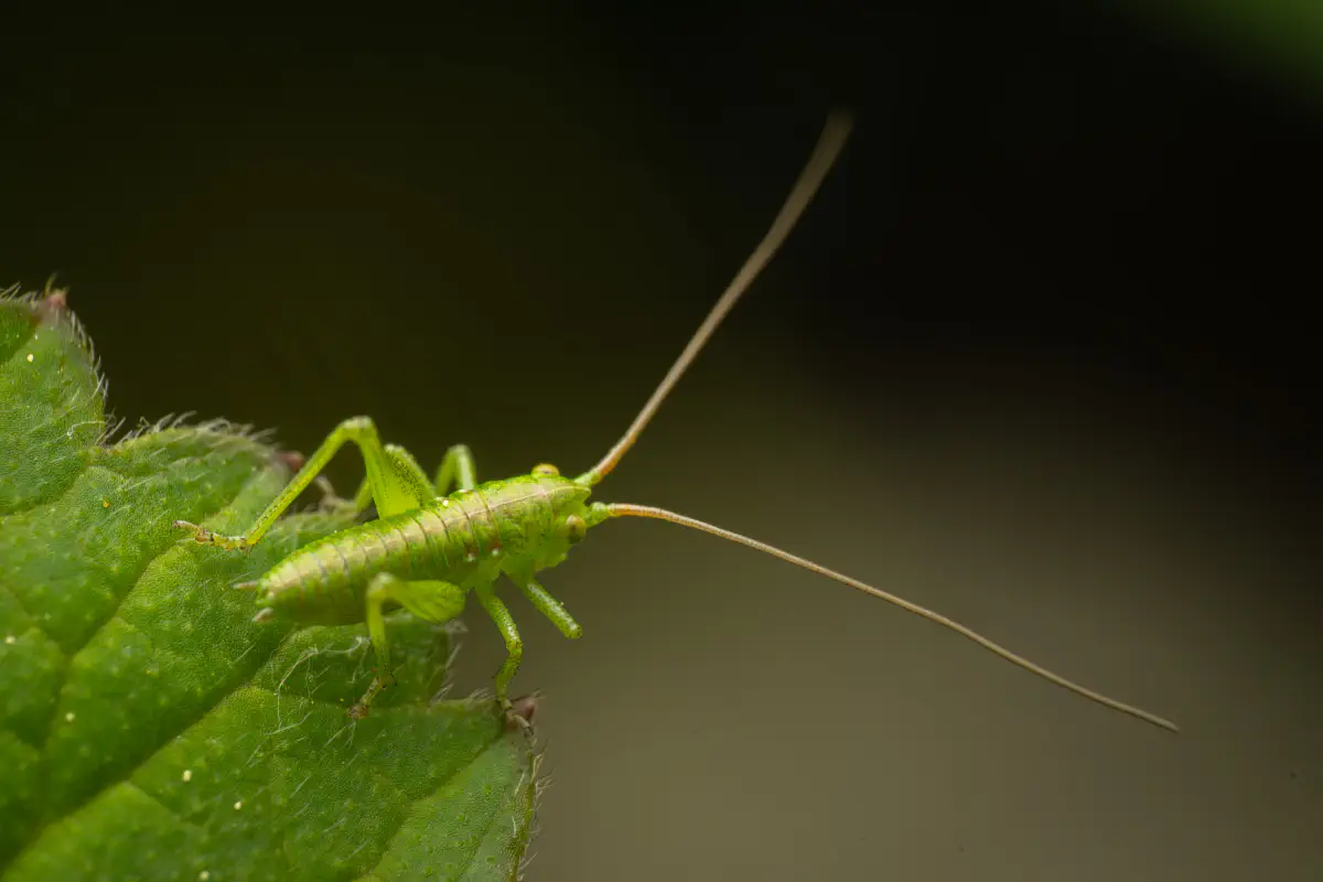 Tettigonia – No. 1