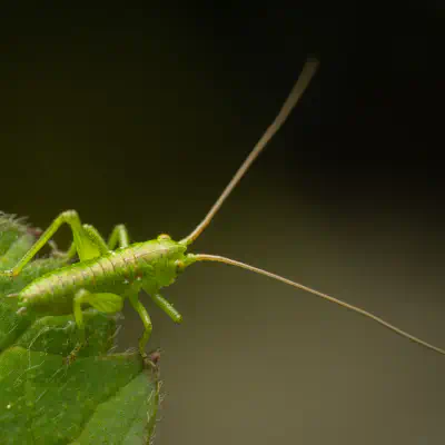 Tettigonia