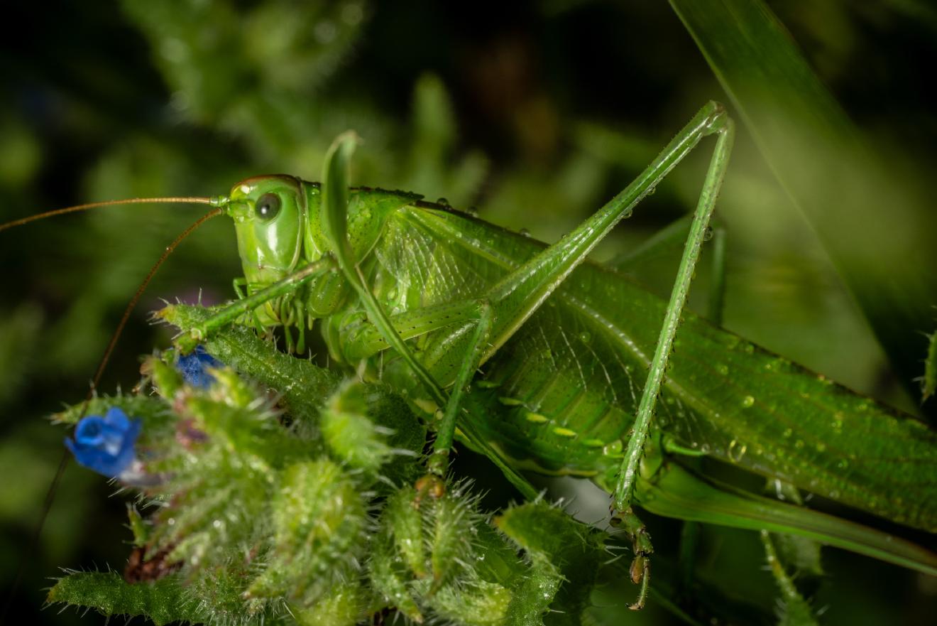 Great Green Bush-cricket – No. 1