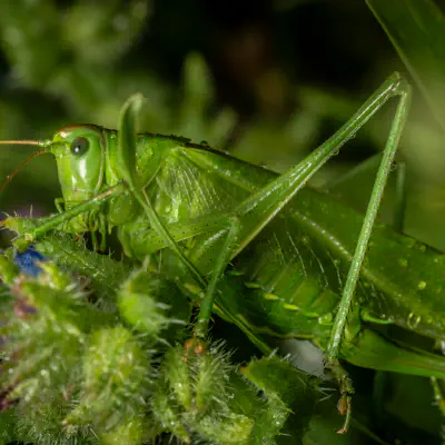 Saltamontes Verde Común europeo