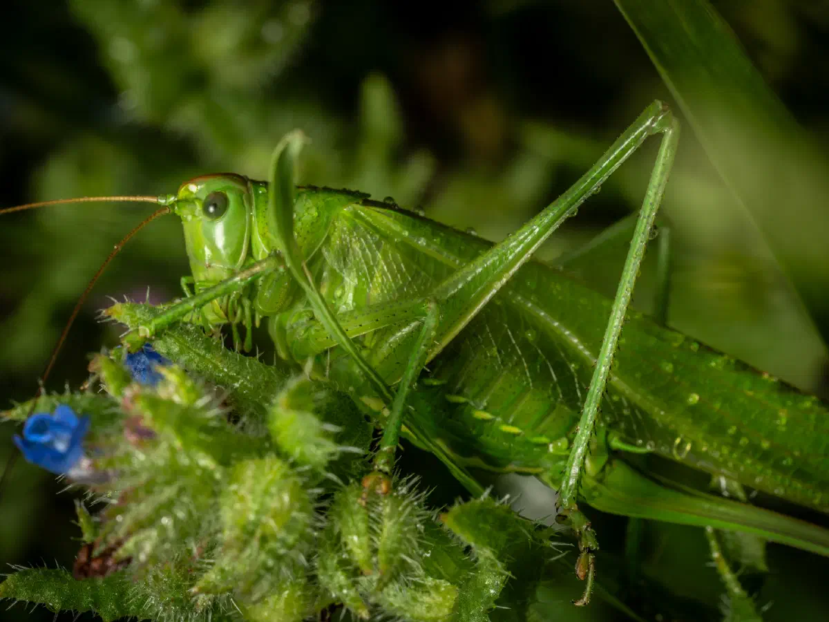 Grande sauterelle verte