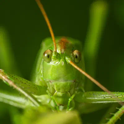 Saltamontes Verde Común europeo