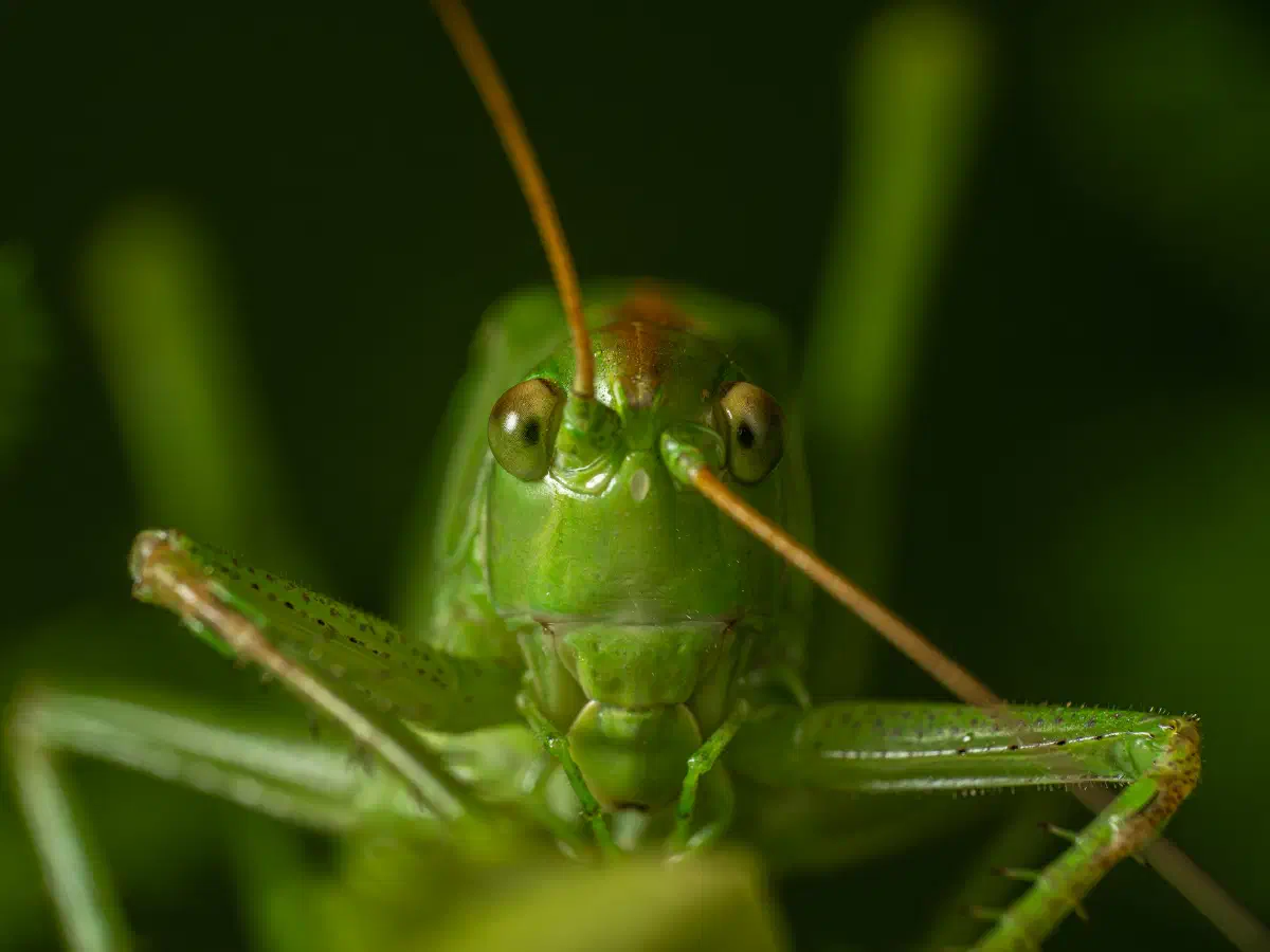 Grande sauterelle verte