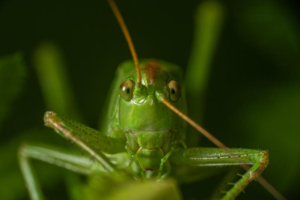 March 4, 2024 – Issue No. 199
– Issue No. 199: “Great Green Bush-cricket“ Great Green Bush-cricket