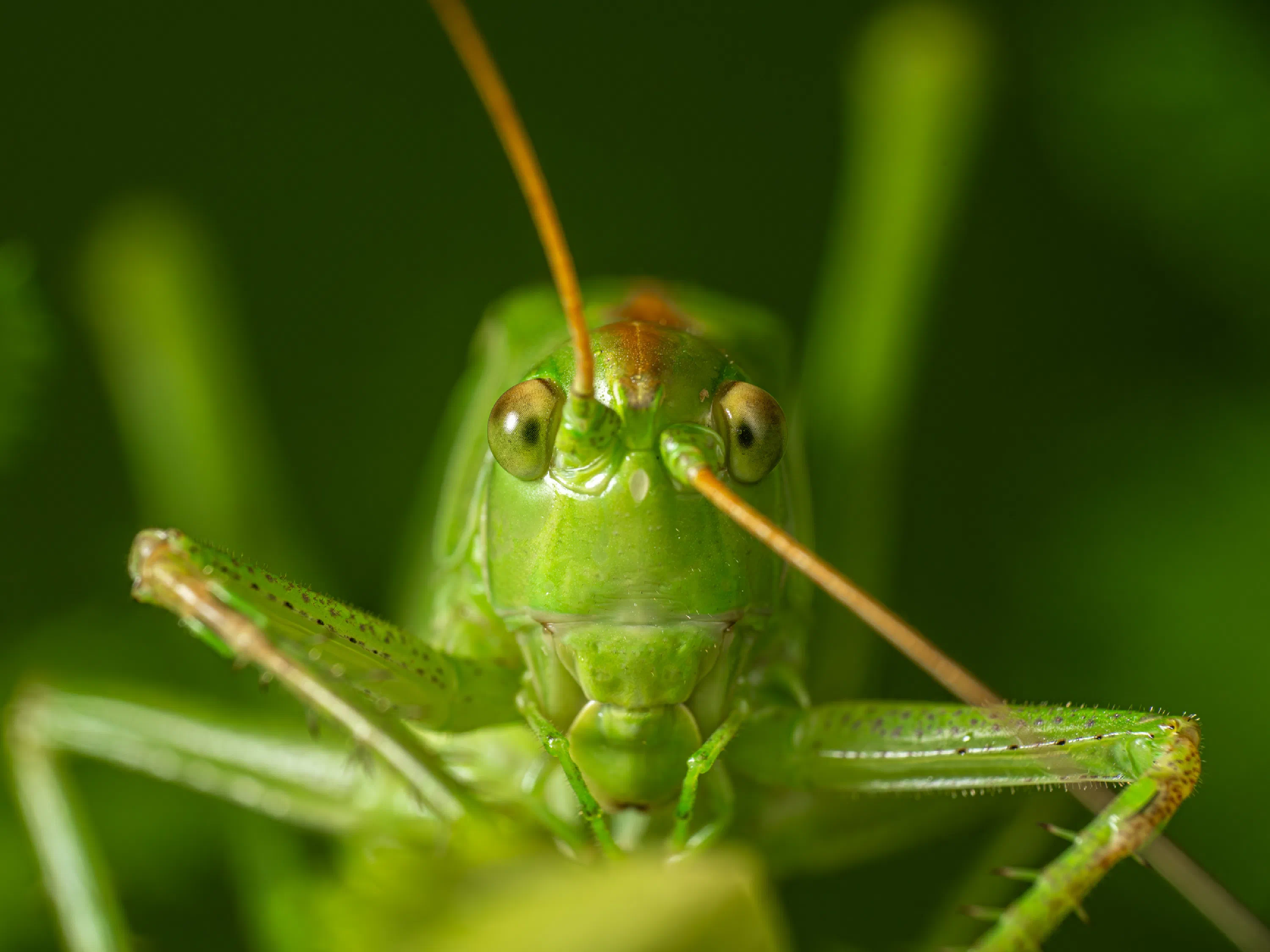 Saltamontes Verde Común europeo