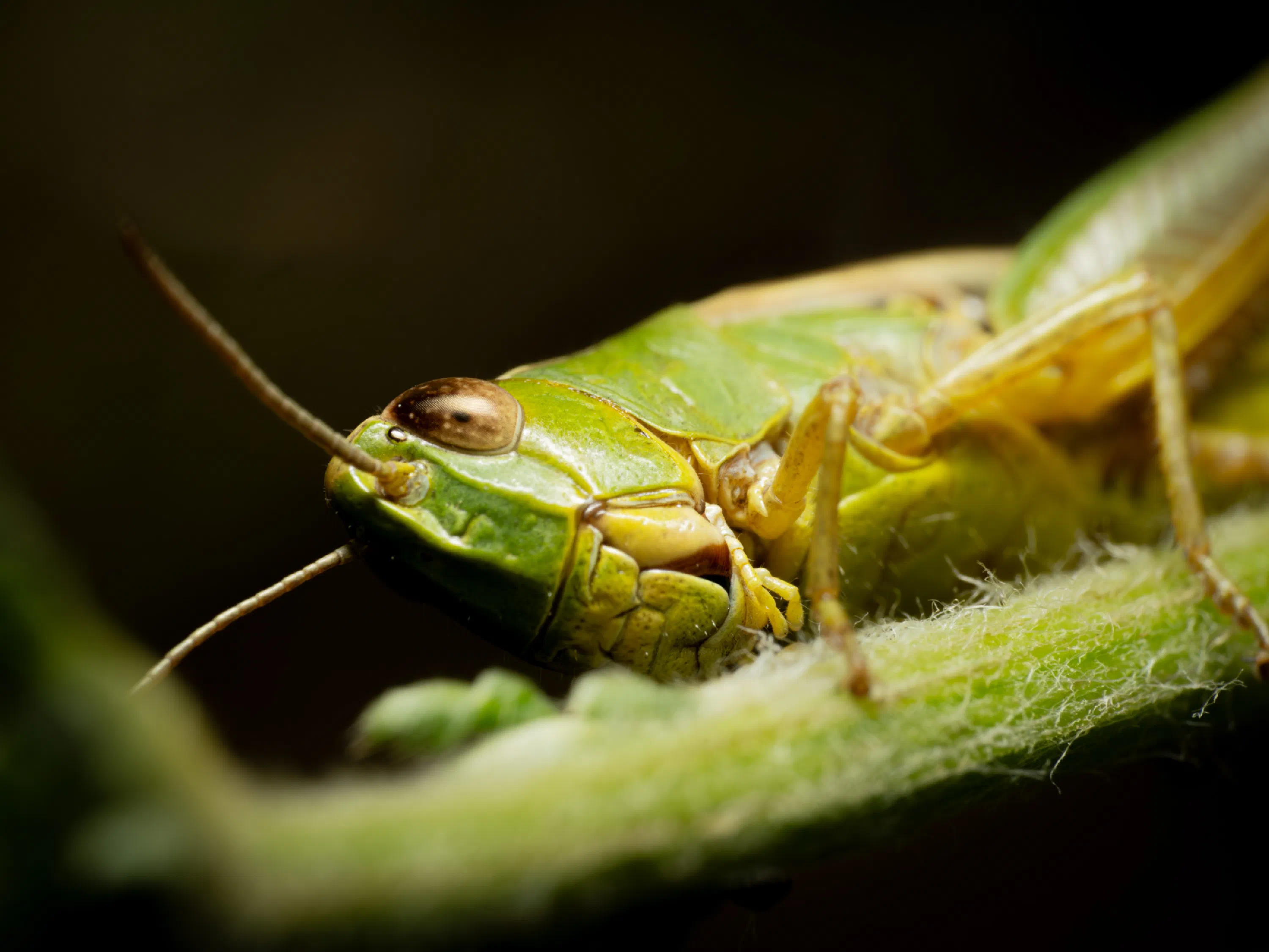 Saltamontes Verde Común europeo