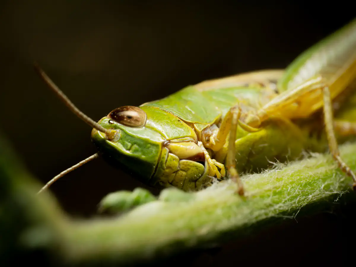 Saltamontes Verde Común europeo