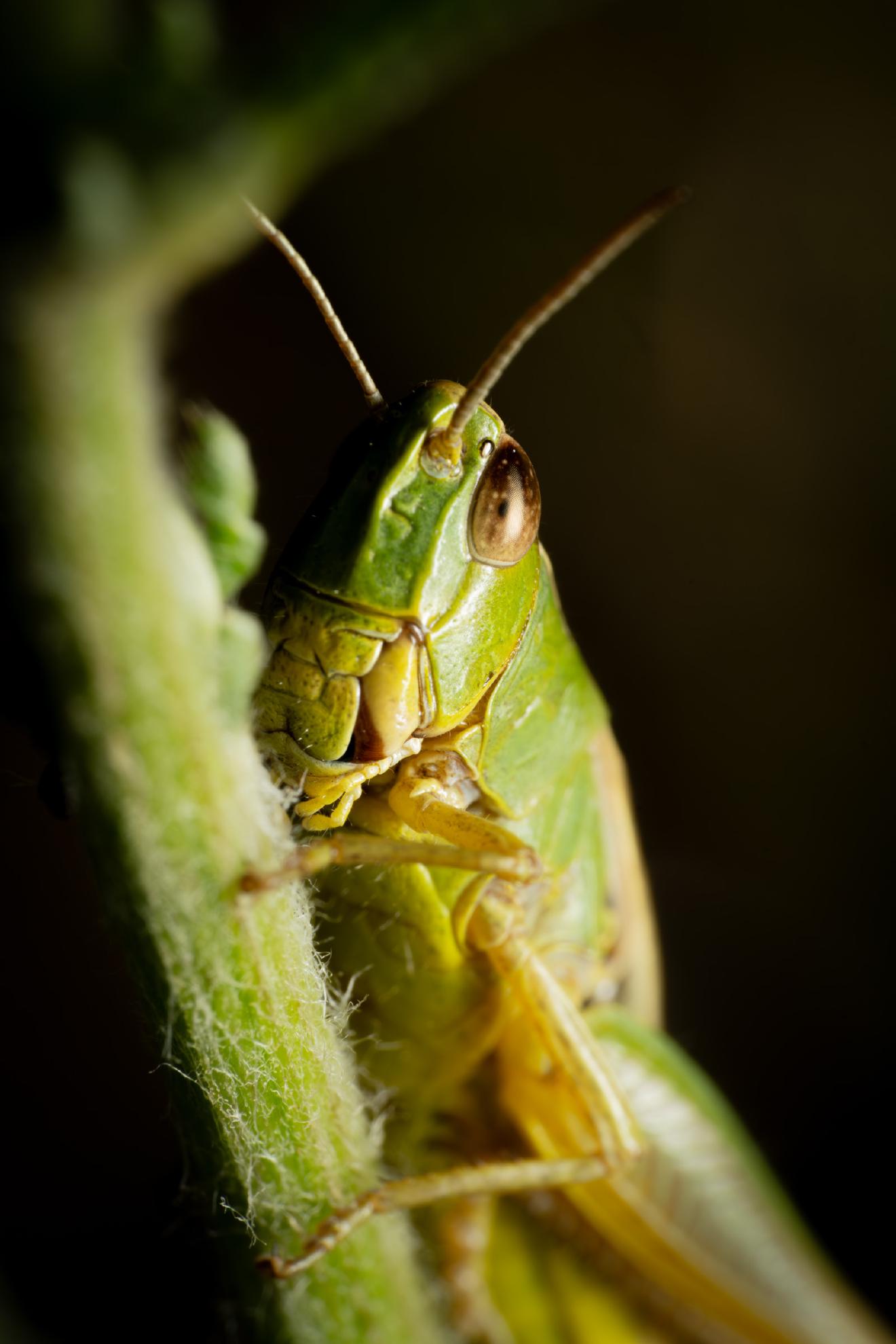 Great Green Bush-cricket – No. 3