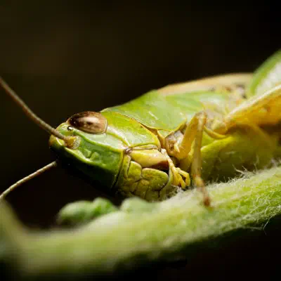 Grande sauterelle verte