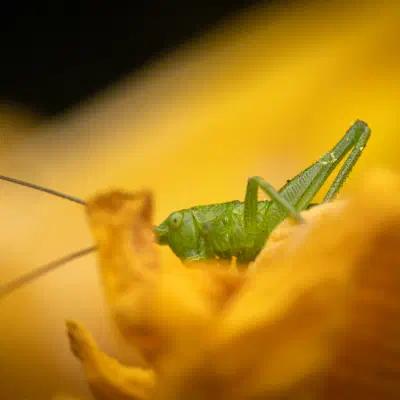 Tettigonia