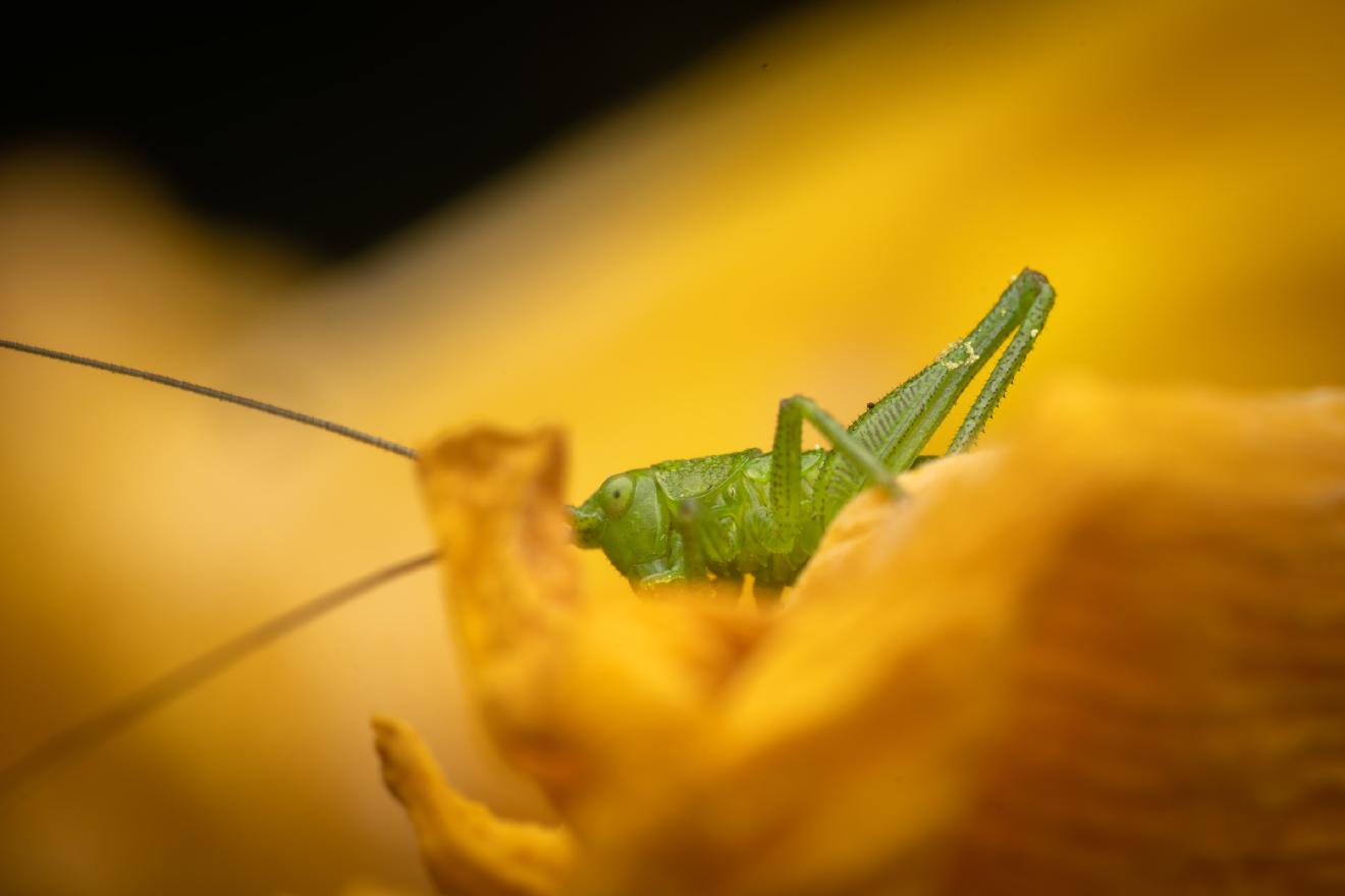 Tettigonia – No. 2