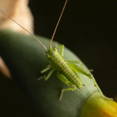 Tettigonia