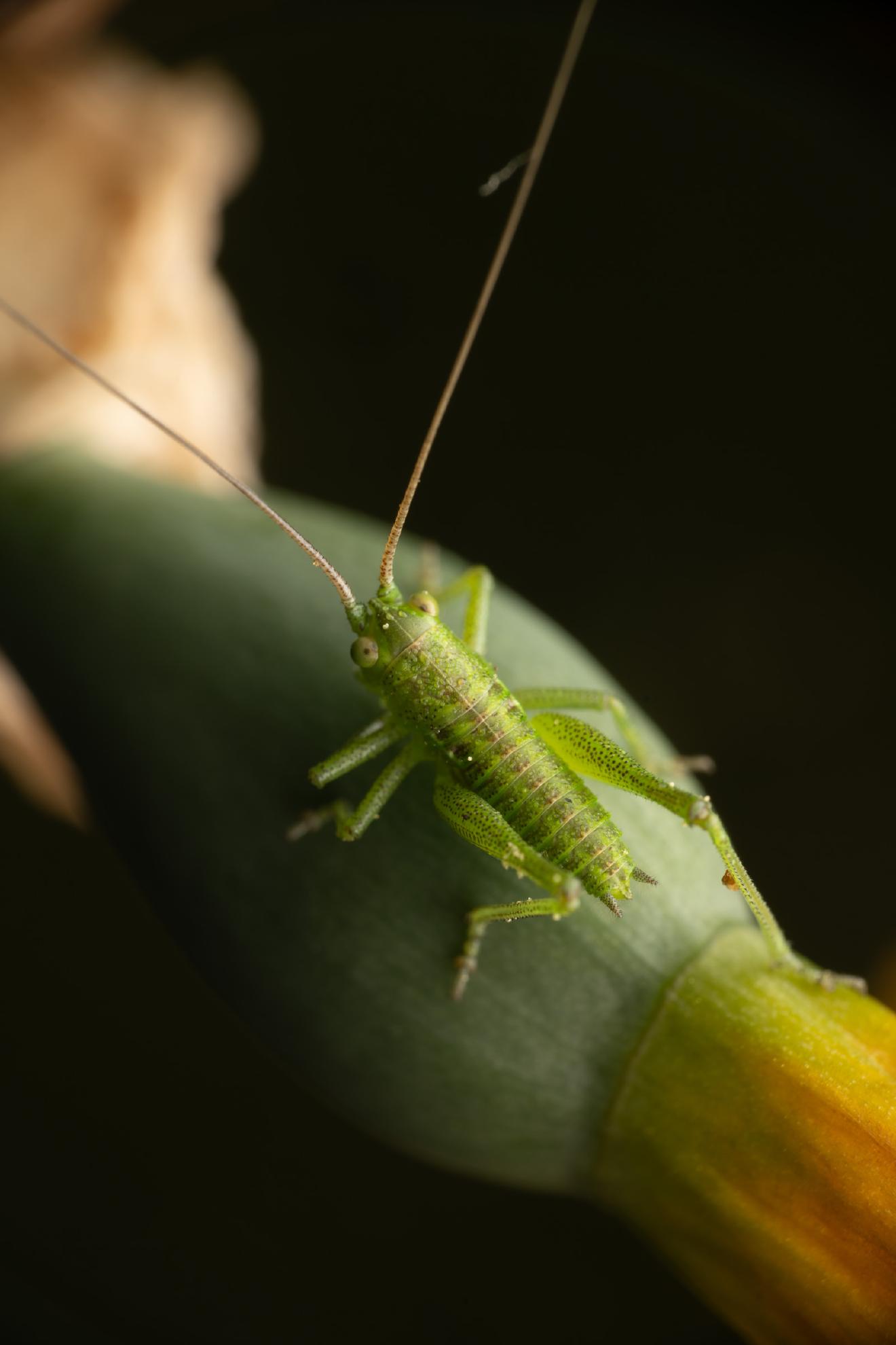 Tettigonia – No. 3