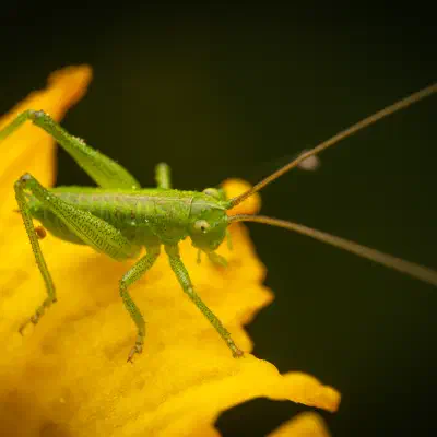 Tettigonia