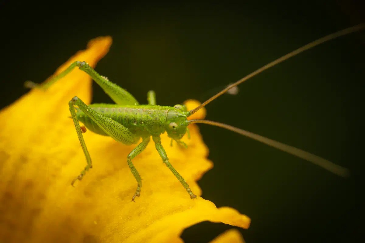 Tettigonia – No. 4