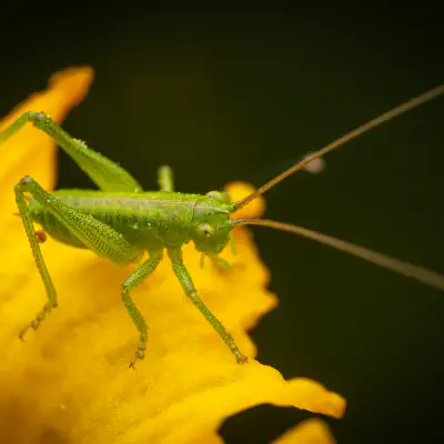 Heupferde