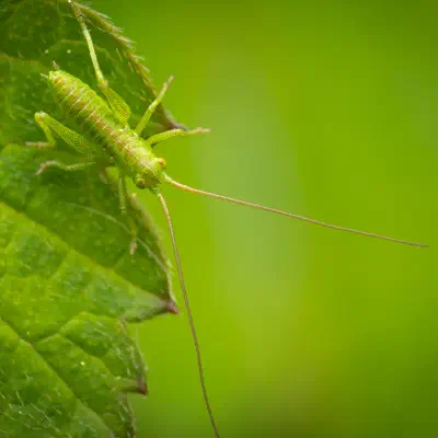 Tettigonia