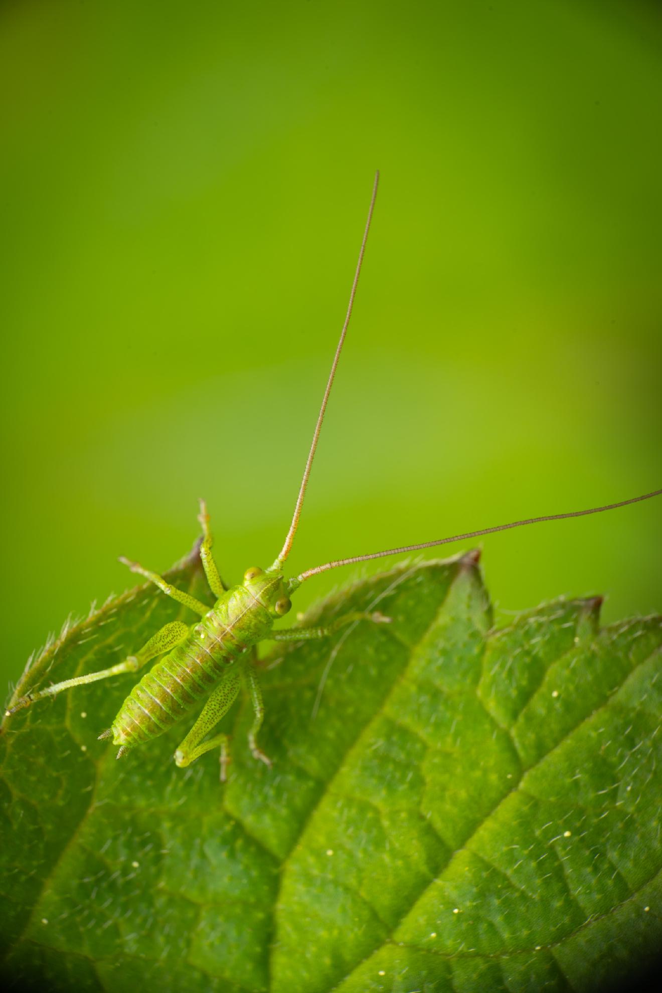 Tettigonia – No. 5