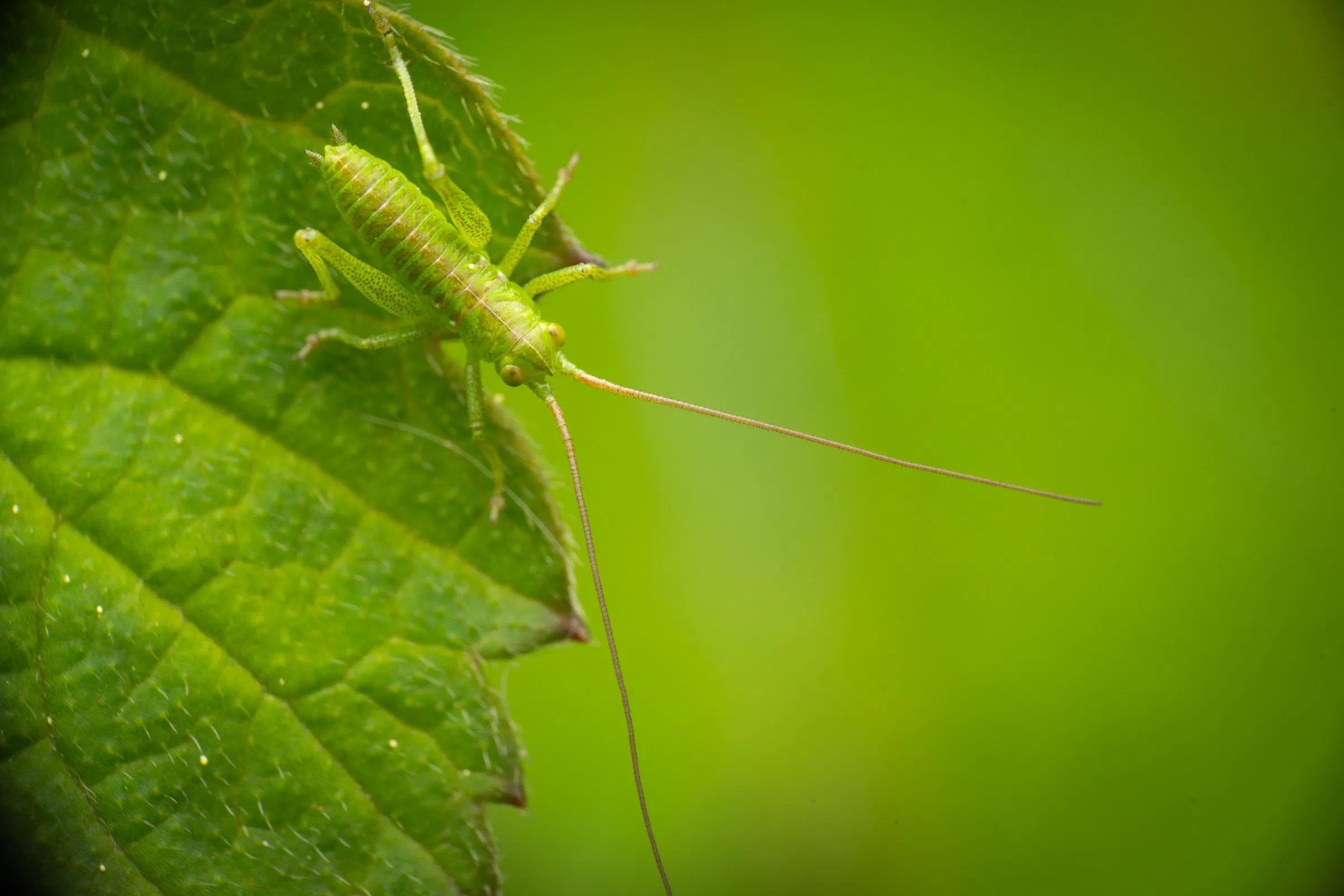Tettigonia – No. 5