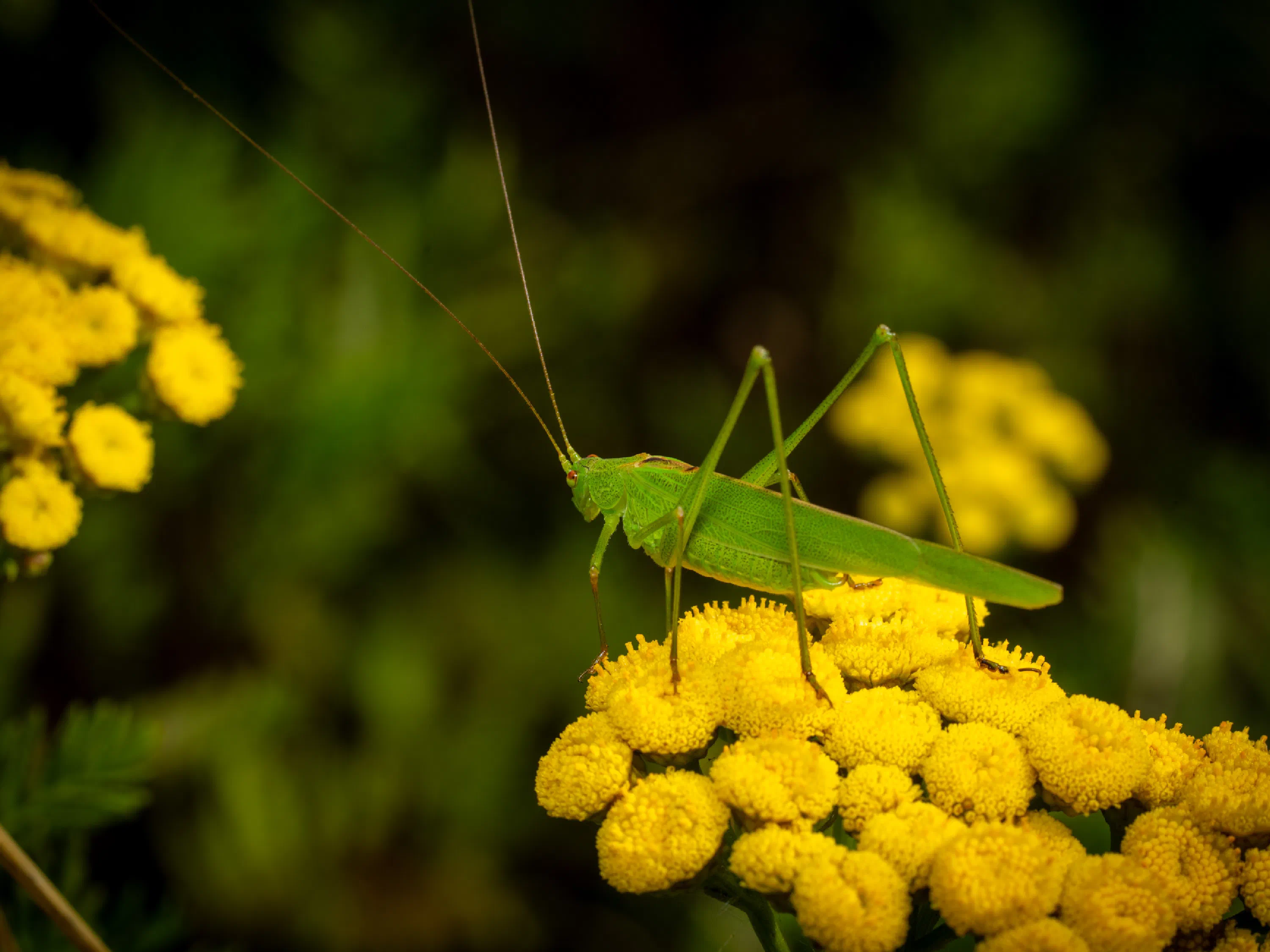 Long-winged Conehead