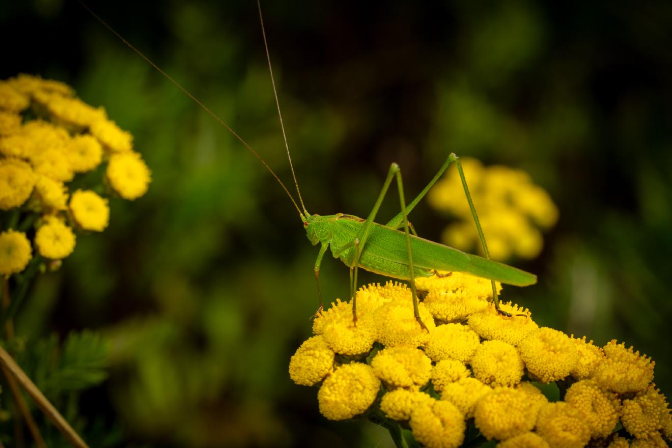 Long-winged Conehead – No. 1