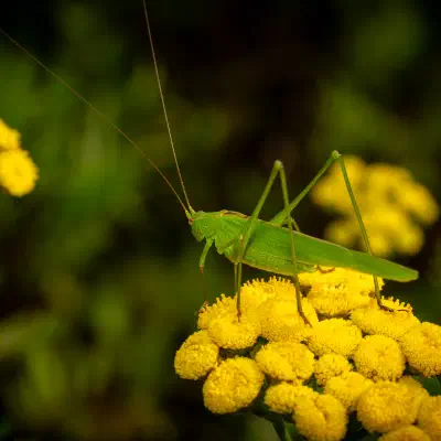 Conocéphale bigarré