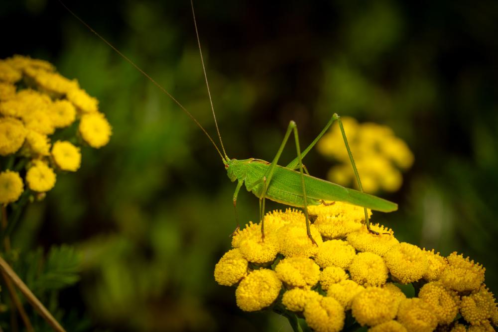May 10, 2024 – Issue No. 266
– Issue No. 266: “Long-winged Conehead“ Long-winged Conehead