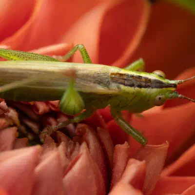 Long-winged Conehead
