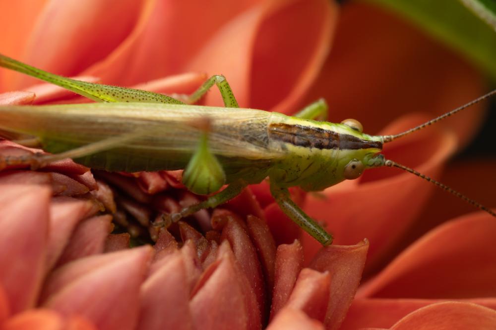 June 7, 2024 – Issue No. 294
– Issue No. 294: “Long-winged Conehead“ Long-winged Conehead