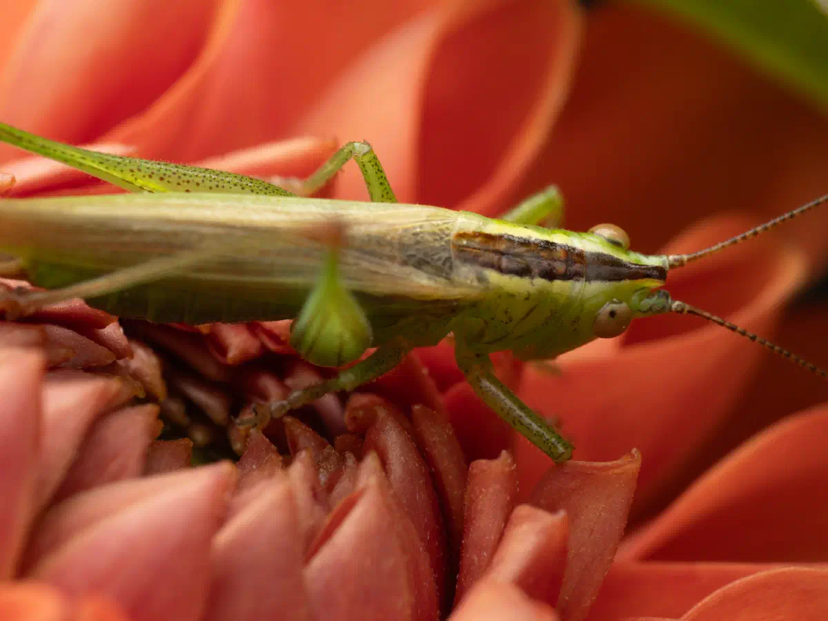 Langflügelige Schwertschrecke