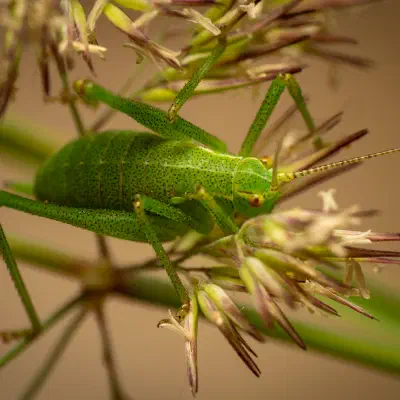 Barbitistes serricauda