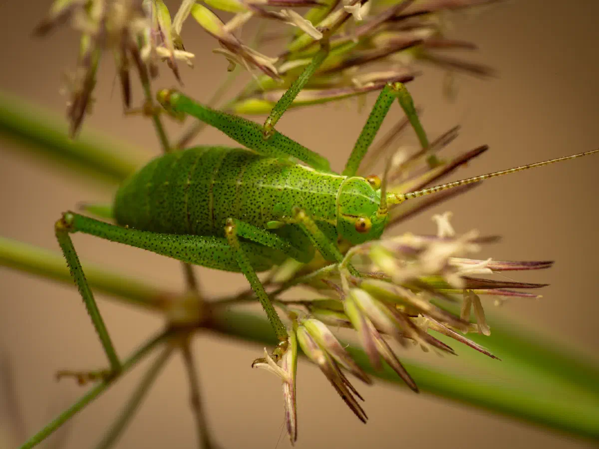 Laubholz-Säbelschrecke