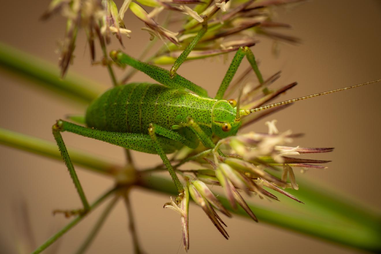 Common Saw Bush-cricket – No. 1