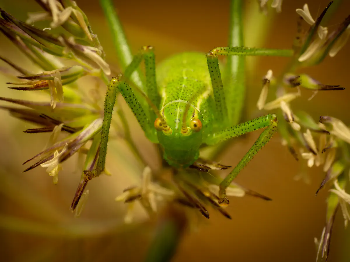Laubholz-Säbelschrecke