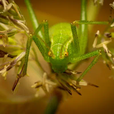 Barbitistes serricauda